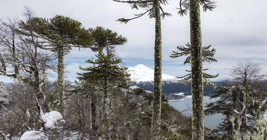Los Carpinteros Trail Explore Hidden Forests In Conguill o National 